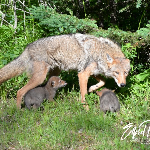 Coyotes - Image 11