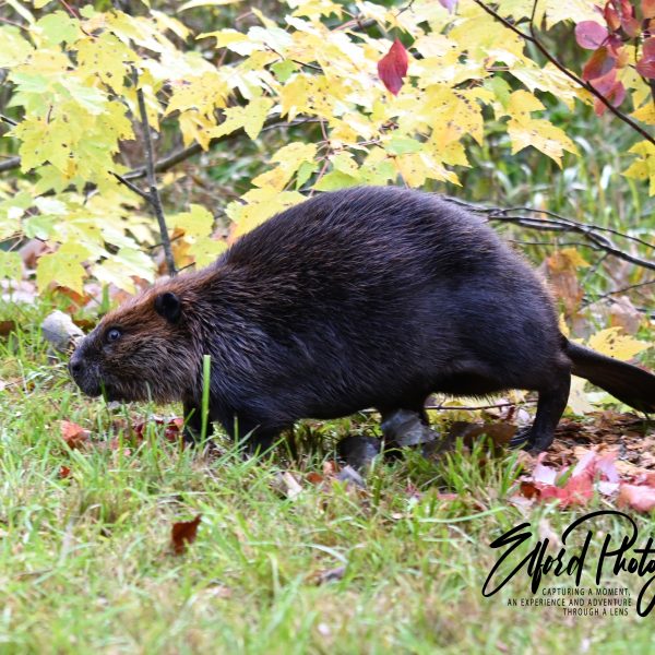 beaver - Image 10
