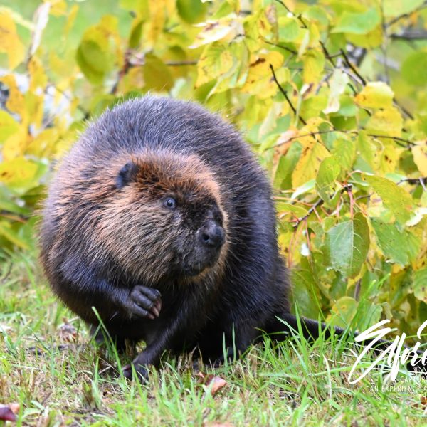 beaver - Image 9