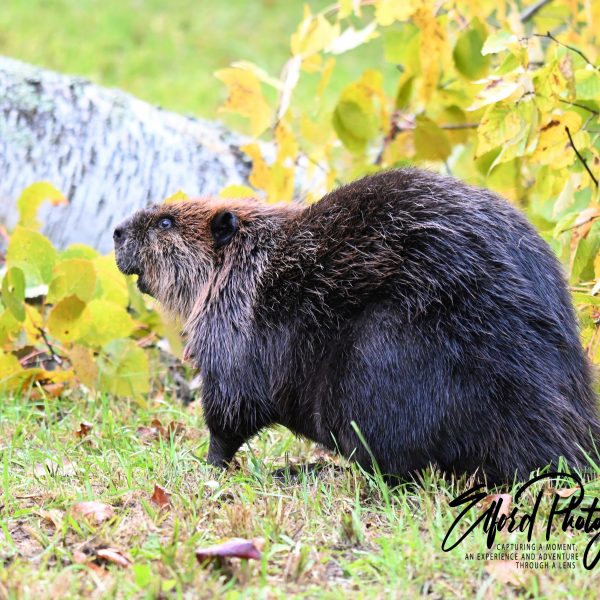 beaver - Image 8