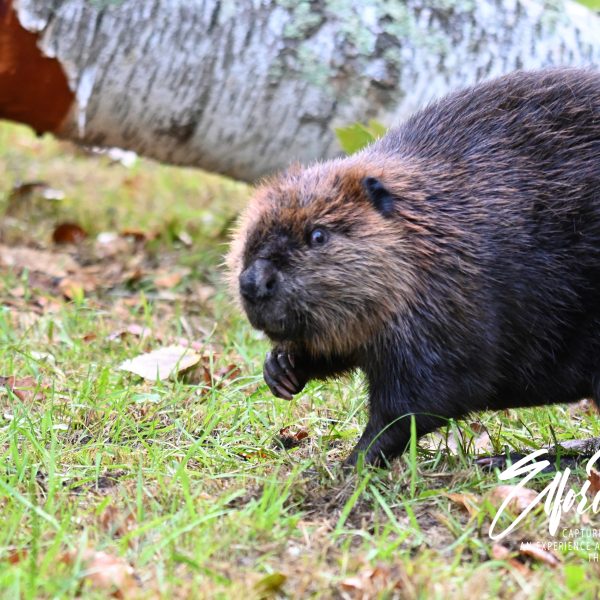 beaver - Image 7