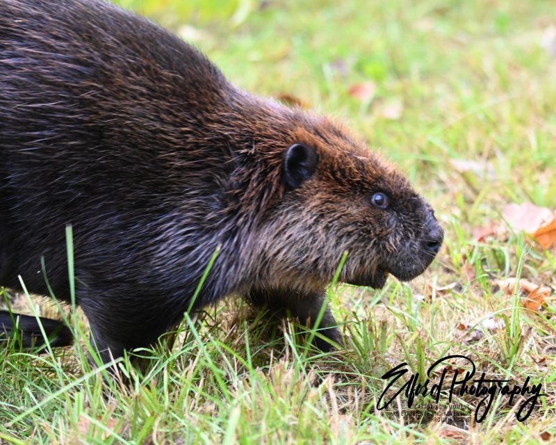 beaver