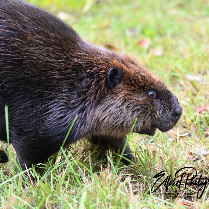 beaver