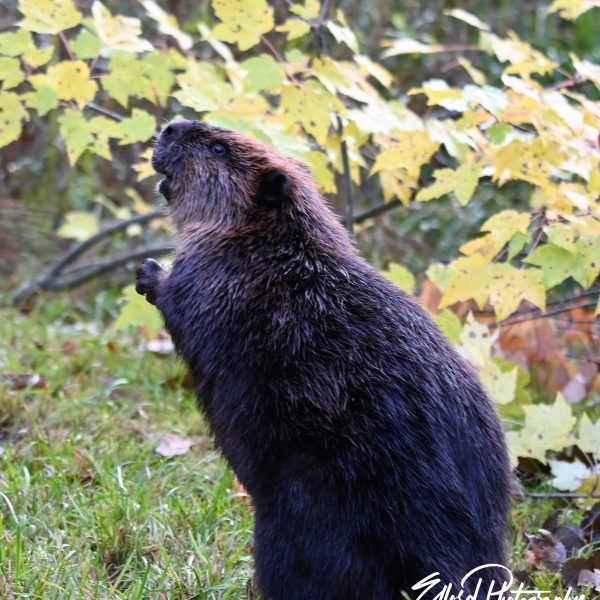 beaver - Image 5
