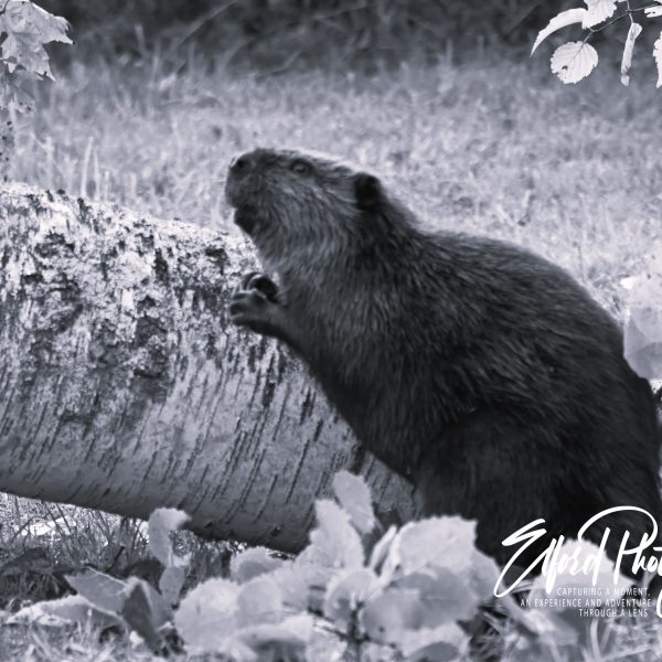beaver - Image 4