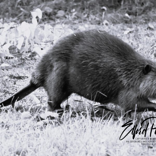 beaver - Image 3