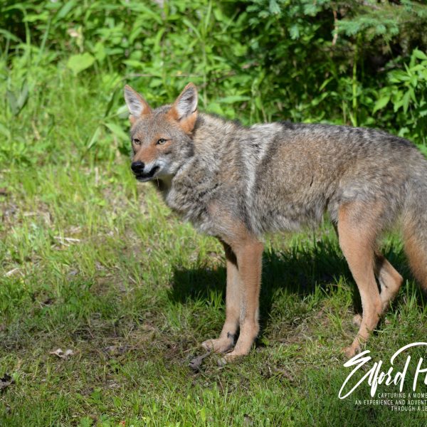 Coyotes - Image 10