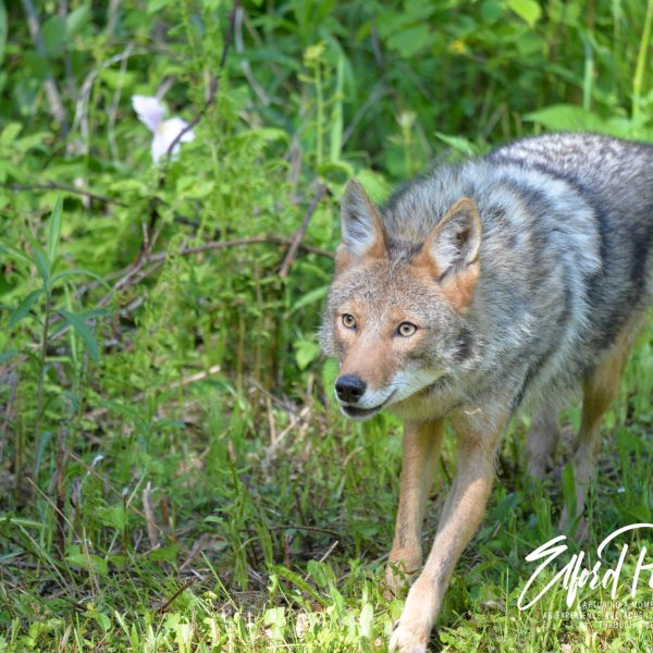 Coyotes - Image 9
