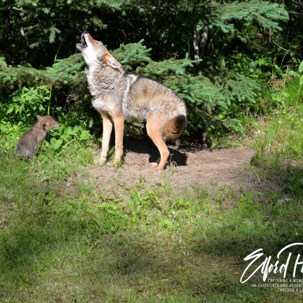 Coyotes - Image 8