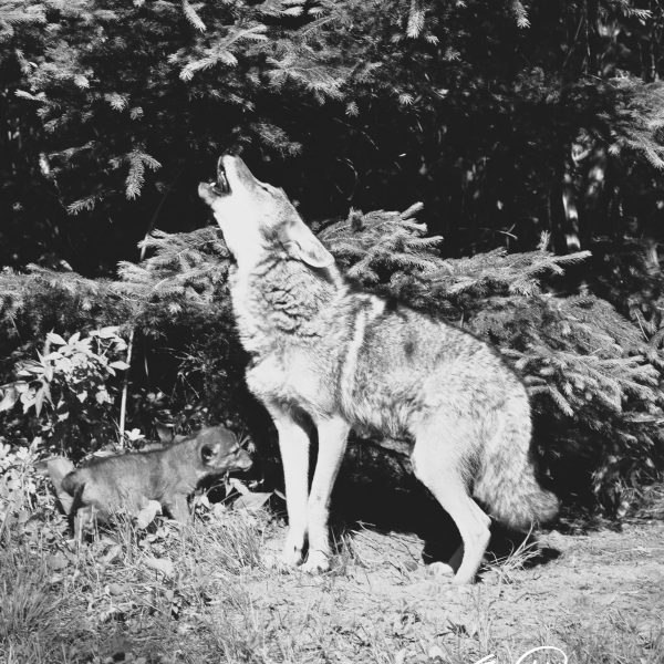Coyotes - Image 7
