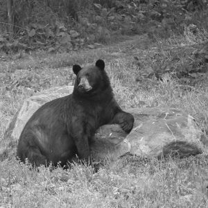bear - Image 5