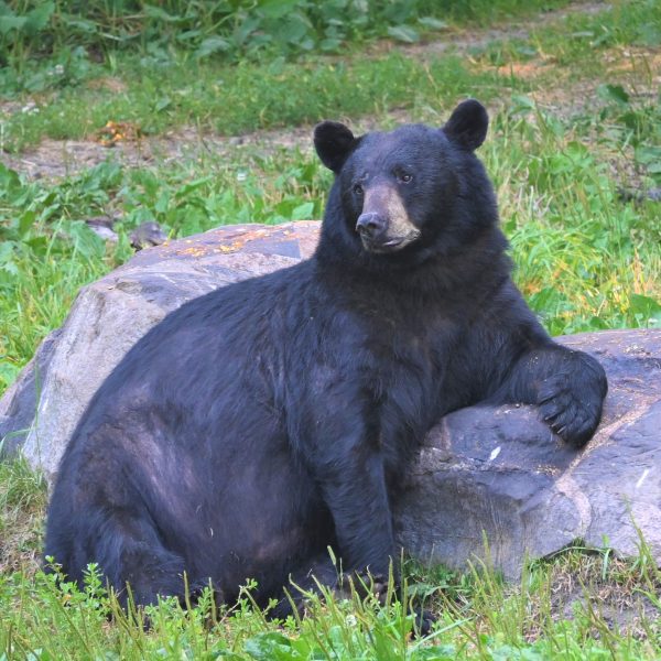 bear - Image 4