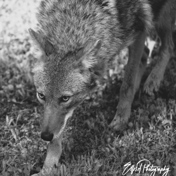 Coyotes - Image 6