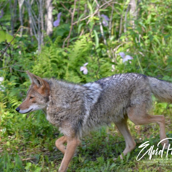 Coyotes - Image 5