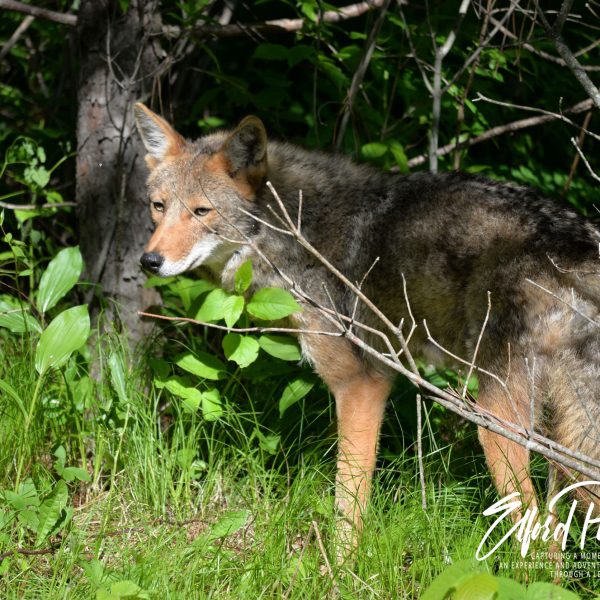 Coyotes - Image 4