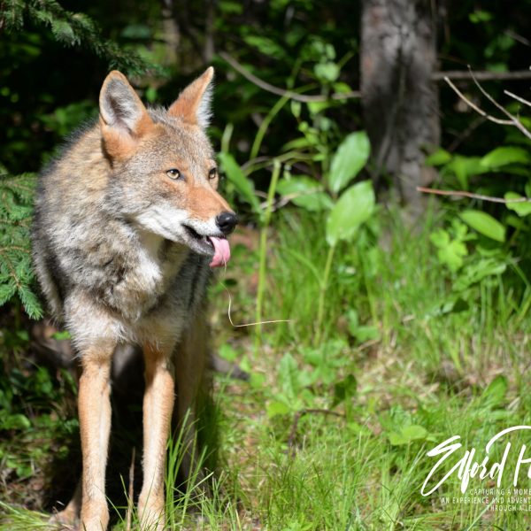 Coyotes - Image 3