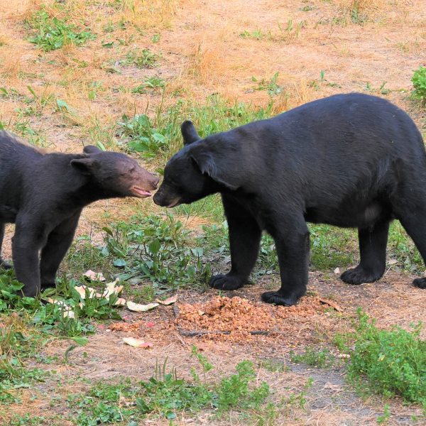 bear - Image 3