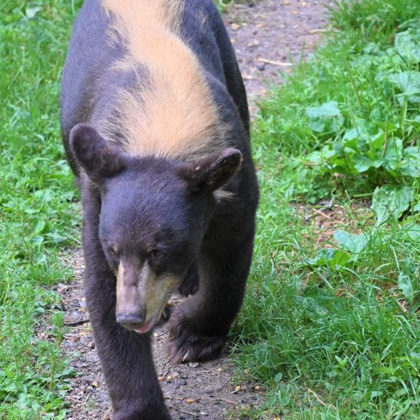 bear - Image 2