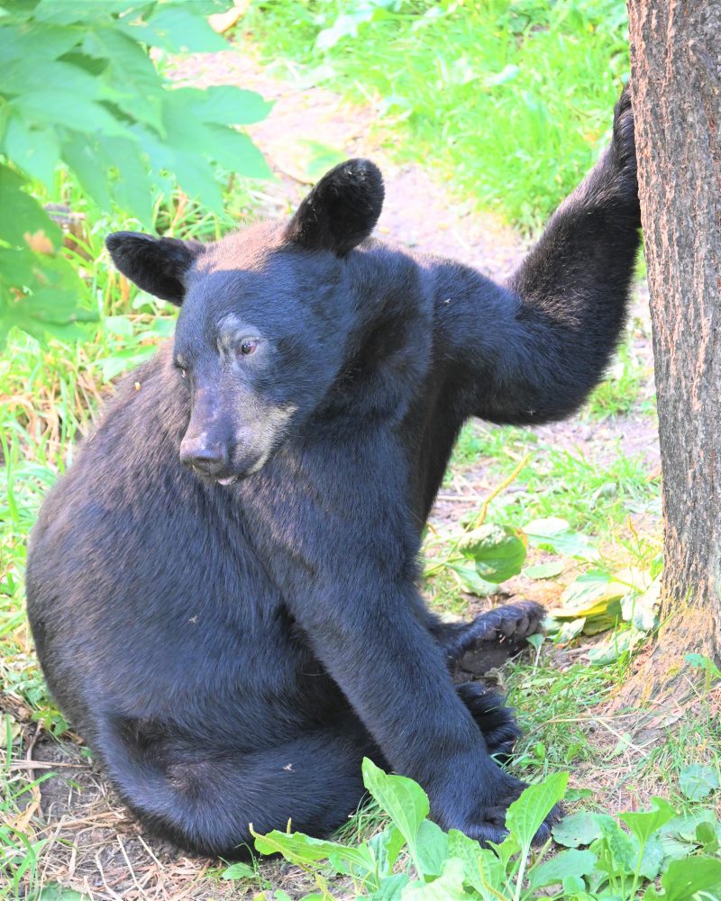 bear