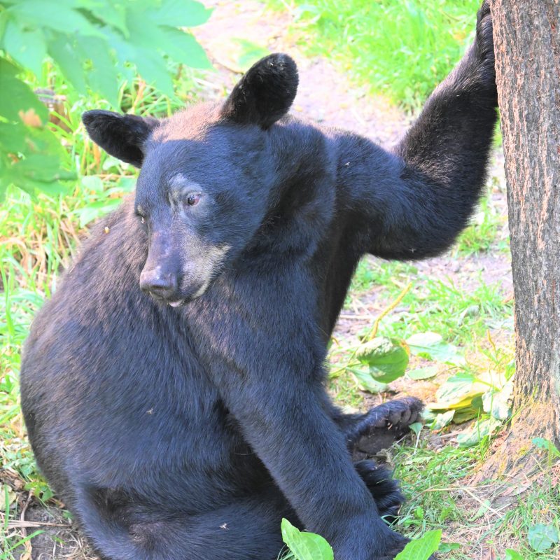 bear