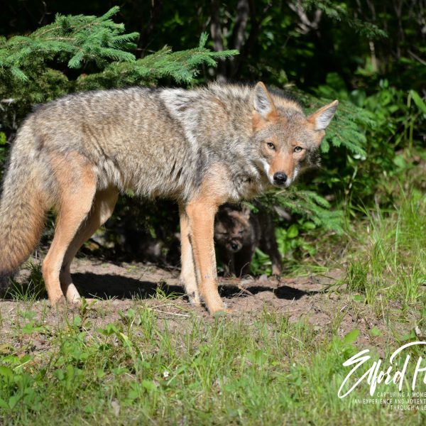 Coyotes - Image 2